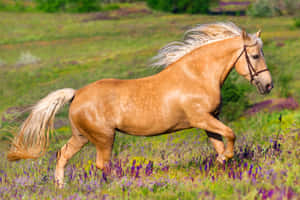 帕洛米諾馬在陽光明媚的日子裡奔馳過紫色花田 — 賽馬 壁紙