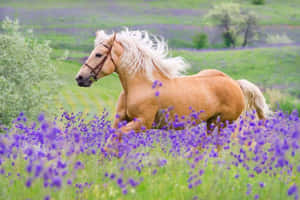 金色駿馬在日光下奔馳過紫色花田 — 高解析度馬匹 壁紙