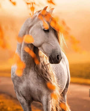 灰色馬匹被金色秋光中飄落的橙色樹葉環繞。 — 可愛的馬 壁紙