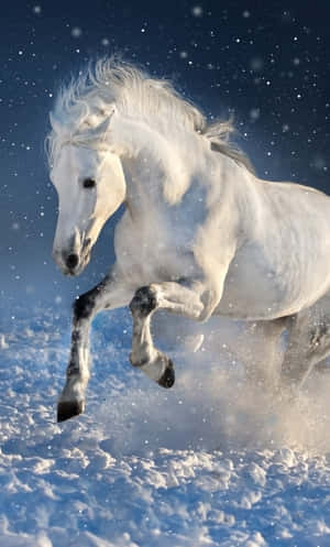 白馬在星空下的雪地奔跑 — 高解析度馬匹 壁紙