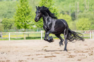 黑色馬在沙地競技場奔馳，背景有綠樹 — 可愛的馬 壁紙