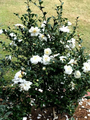白茶花叢，綠葉，花上有一隻蜜蜂 — 3:4 壁紙