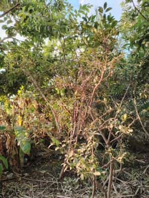 一叢稀疏綠葉和纏結棕色樹枝的灌木，在藍天下的野生花園中。 — 極高畫質 壁紙