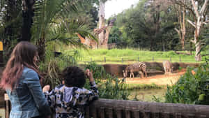 兩個人在有樹木和水的動物園棲息地觀察斑馬和長頸鹿。 — 野生動物 壁紙