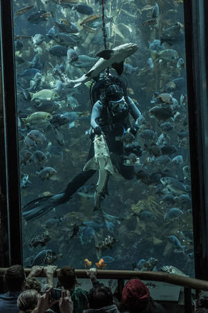 人群觀看潛水員與鯊魚和魚類在大型水族箱中。 — 水肺潛水 壁紙