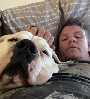 男子和鬥牛犬在有圖案枕頭的沙發上一起睡覺。 — 狗狗藝術 壁紙