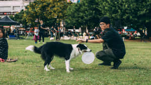 男子在公園與邊境牧羊犬玩飛盤 — 運動 壁紙