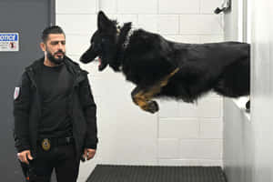 警察觀察訓練中跳躍的警犬。 — 拉布拉多 壁紙
