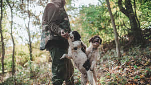 身穿迷彩服的獵人在落葉森林中餵養兩隻西班牙獵犬。 — 自然 壁紙