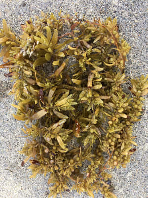 沙灘上的海藻和漿果 — 3:4 壁紙