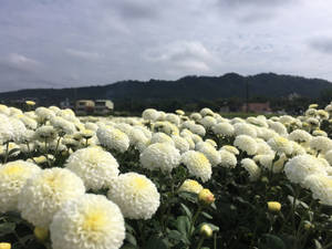 陰天下以山丘為背景的白色菊花田 — 菊花 壁紙