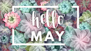 彩色多肉植物背景上的白色 Hello MAY 文字 — 五月 壁紙