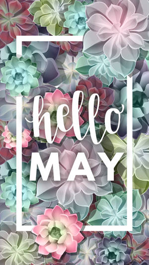 多肉植物桌布，白色框架內有「hello MAY」文字。 — 五月 壁紙
