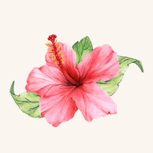 一朵以水彩風格繪製的粉紅色木芙蓉花，帶有綠色葉子。 — 水彩 壁紙