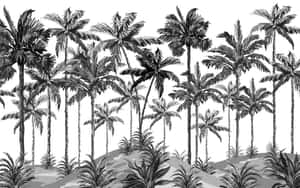 黑白插圖中帶有詳細葉片的高大棕櫚樹。 — 棕櫚樹日落 壁紙