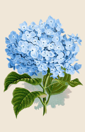 藍色繡球花與綠色葉子，採用復古植物插圖風格。 — 插畫 壁紙