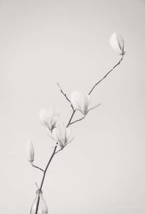 玻璃瓶中的木蘭花和花蕾，背景是素牆。 — 唯美花卉 壁紙