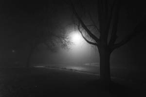 夜間，單一街燈照亮霧中的光禿樹木。