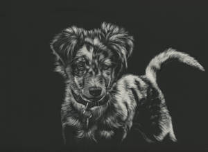 一隻戴著項圈的黑白插圖小狗向前看。 — 插畫 壁紙