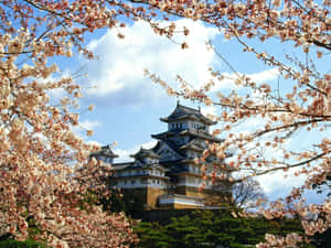 櫻花在陽光明媚的春日裡框住了一座歷史悠久的日本城堡。 — 東京喰種風格 壁紙