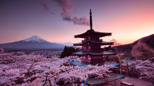 寶塔被櫻花環繞，背景是夕陽下的富士山。