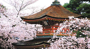 一座被盛開粉紅櫻花包圍的日本寺廟。 — 日本 壁紙