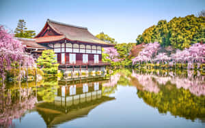 日本寺廟亭閣被櫻花環繞，倒映在寧靜的池塘中。 — 日式 壁紙