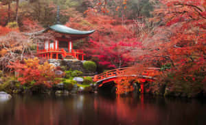 紅色橋樑和寺廟被秋樹環繞，倒映在水中。 — 茶園 壁紙