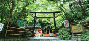 木製神社大門被茂密的綠色森林和石徑環繞。 — 雪山 壁紙
