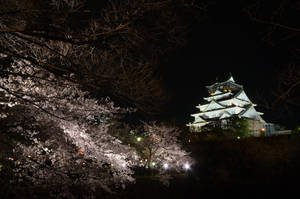 夜晚被櫻花樹環繞的燈光日本城堡。 — 東京鐵塔 壁紙