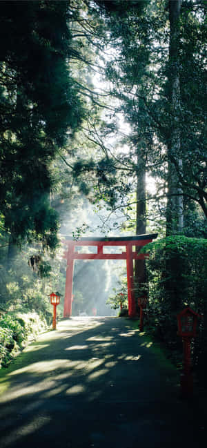 霧氣森林中的紅色鳥居，陽光穿過樹木 — 日式審美桌面 壁紙