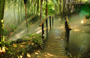 竹林霧溪上的木橋，陽光斑駁。 — 花園 壁紙