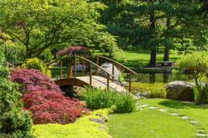 寧靜日本花園中池塘上的木橋，有紅楓和綠葉。 — 花園 壁紙