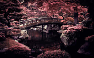 日本庭園中池塘上的一座木橋，周圍有粉紅色的花朵。 — 日式 壁紙
