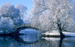 白雪覆蓋的樹木環繞著一座木橋，橫跨平靜的河流，在晴朗的冬日裡。 — 冬季風景 壁紙