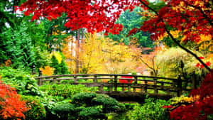 一座木橋在色彩繽紛的秋日花園中，有紅色和金色的葉子。 — 日式 壁紙