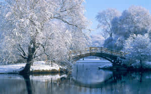 白雪覆蓋的樹木框住了一座橫跨靜止河流的木橋，在明亮的冬日裡。 — 冬季風景 壁紙