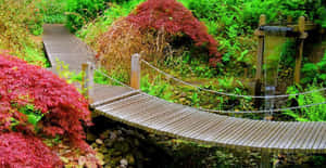 一座木橋橫跨溪流，附近有紅楓樹和小瀑布。 — 花園 壁紙