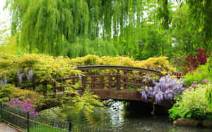 木拱橋橫跨在一個茂密花園的池塘上，有垂柳和紫色紫藤。 — 16:10 壁紙