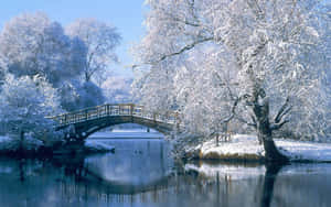 白雪覆蓋的樹木環繞著一座木橋，橫跨平靜的冬季河流。 — 冬季桌面 壁紙