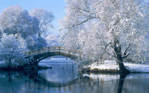 白雪覆蓋的樹木襯托著冬日平靜河流上的一座木橋。 — 冬季風景 壁紙