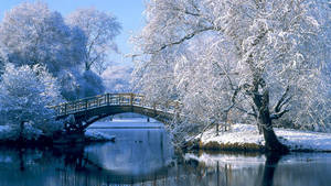 白雪覆蓋的樹木環繞著一座木橋，橫跨平靜的河流，在晴朗的冬日。