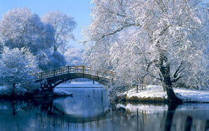 白雪覆蓋的樹木框住了一座冬季平靜河流上的木橋。 — 冬季桌面 壁紙