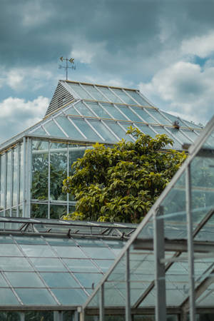 玻璃溫室，帶有風向標和綠色植物，多雲天空 — 花園 壁紙