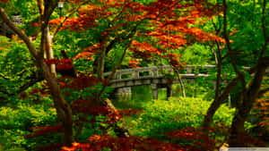 日本花園中，石橋橫跨水面，周圍環繞著綠色和紅色的楓樹。 — 秋季 壁紙
