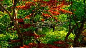 日本花園中池塘上的石橋，周圍有綠色和紅色的楓樹。 — 日式自然壁紙