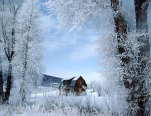 霜覆蓋的樹木環繞著雪地冬季景觀中的一座木屋。 — 冬季房屋 壁紙