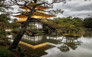 金色寶塔倒映在池塘中，前景有松樹，陰天。 — 金廟 壁紙