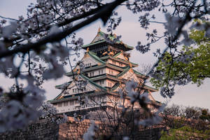 櫻花在黃昏時分襯托著一座歷史悠久的日本城堡。 — 櫻島麻衣 壁紙