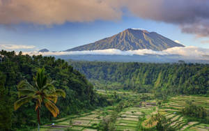 俯瞰梯田和叢林的火山 — 熱帶 壁紙
